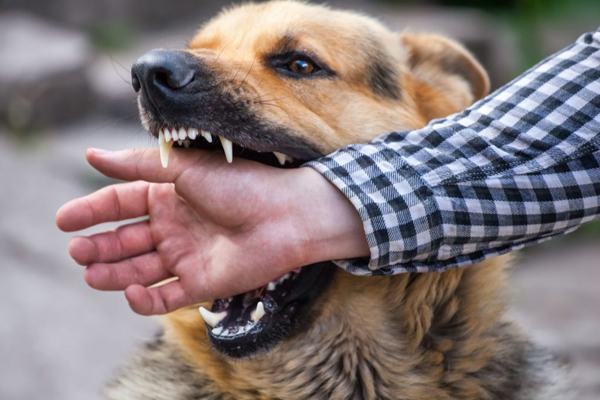 Can a Stun Gun Stop a Dog Attack? – Stun Gun Defense Blog