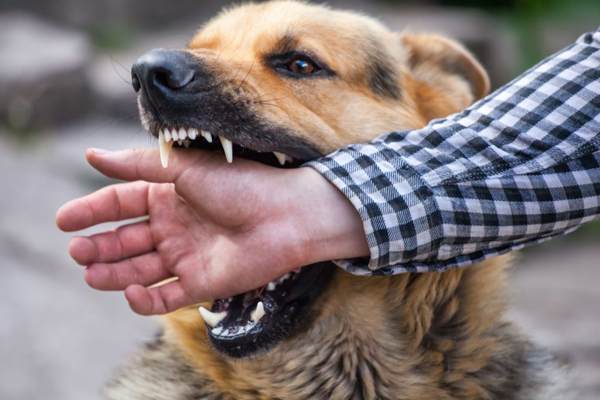 stun gun for dogs